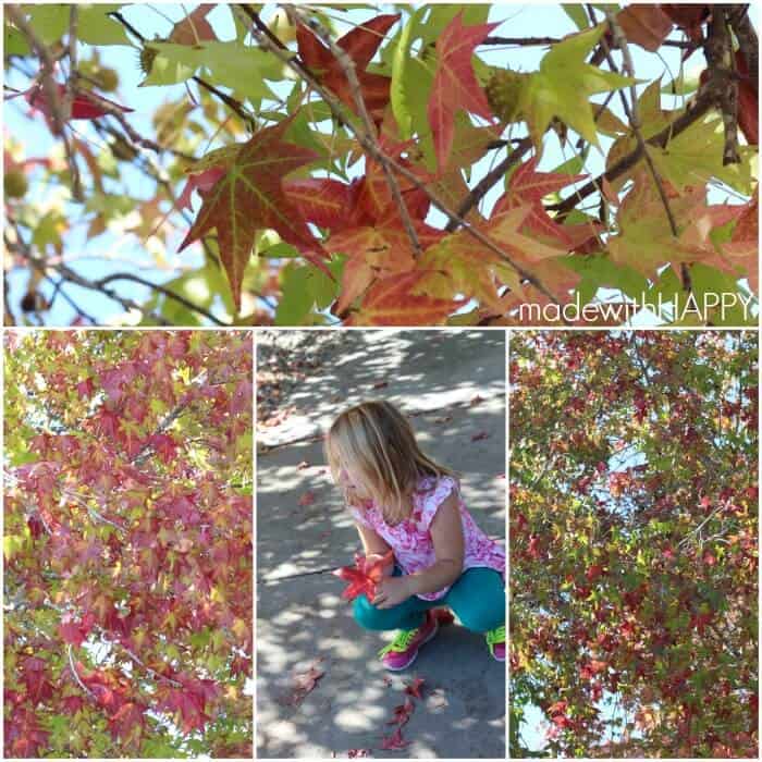Picking-Fall-Leaves