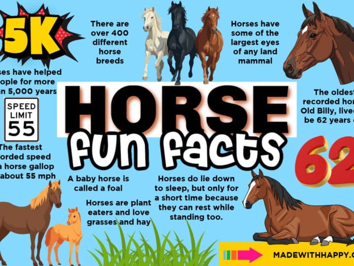 Colorful infographic titled Horse Fun Facts with horse illustrations, text boxes sharing fun facts about horses, a speed limit sign, grass, and a 5K graphic. HORSE stands out in large text with a bold red 62 for the oldest recorded horse.