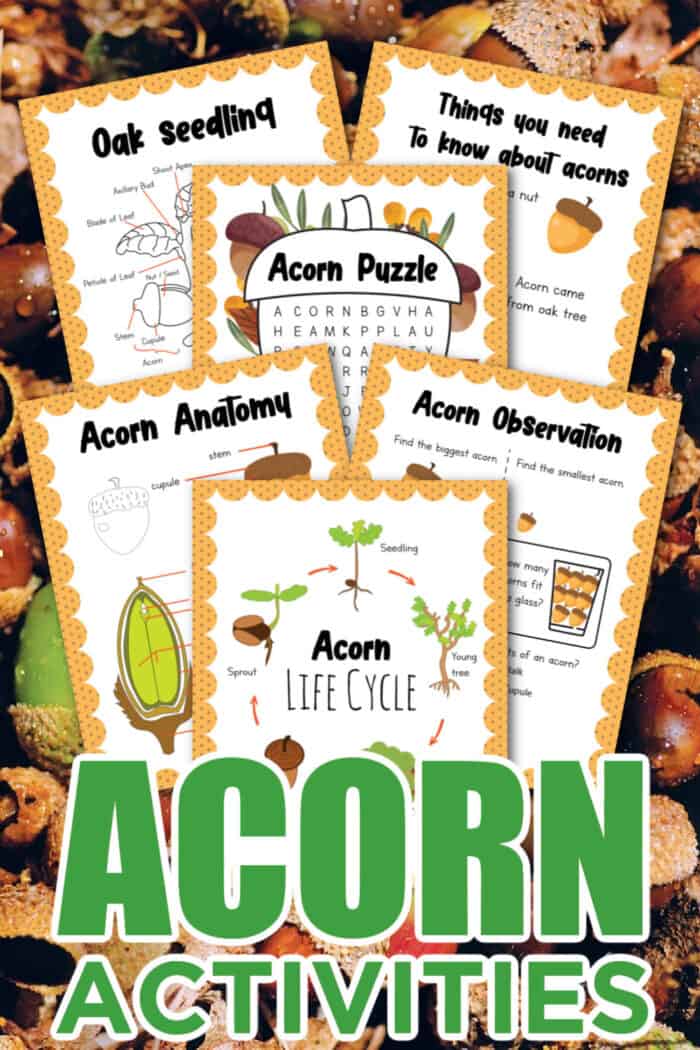 Acorn Activities