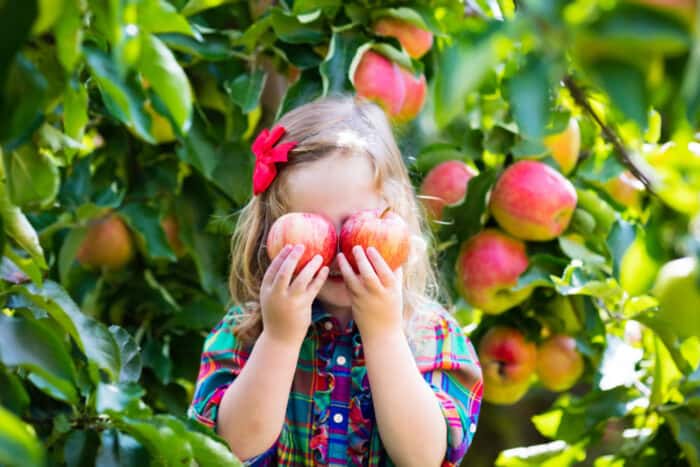 Child picking apples on a farm in autumn. Little girl playing in apple tree orchard. Kids pick fruit in a basket. Toddler eating fruits at fall harvest. Outdoor fun for children. Healthy nutrition.