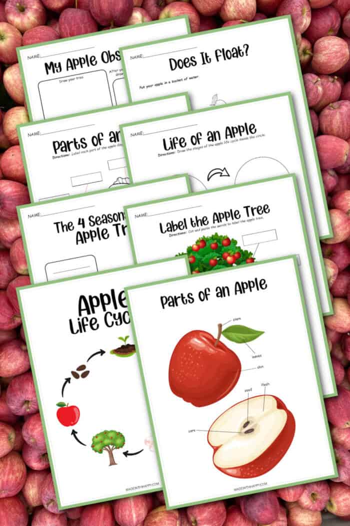 apple life cycle