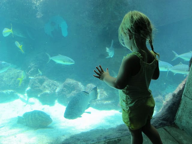 lots of fish in Atlantis Bahamas Aquarium