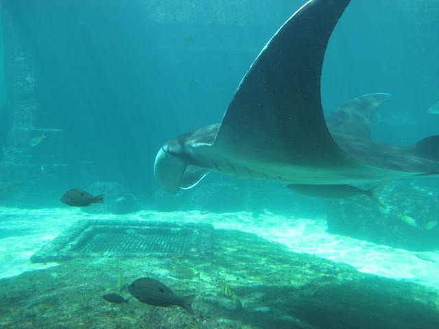 sharks in the Atlantis Bahamas aquarium