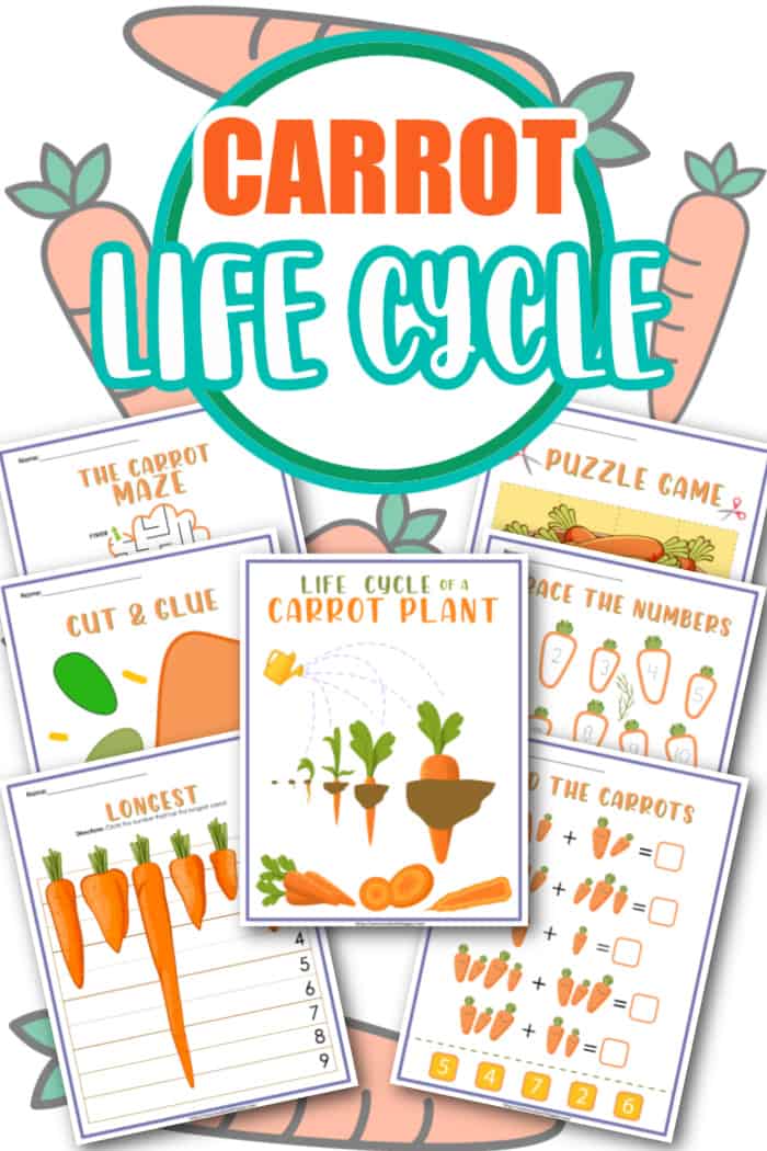 carrot life cycle for kids