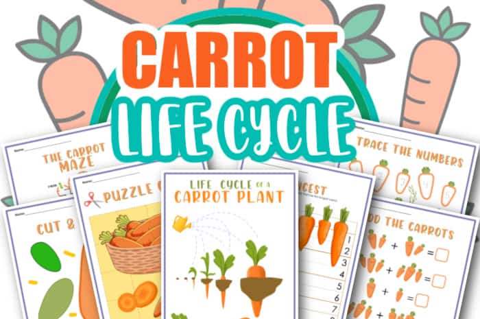 life cycle of a carrot worksheet