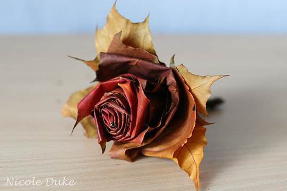 Maple Leaf Rose