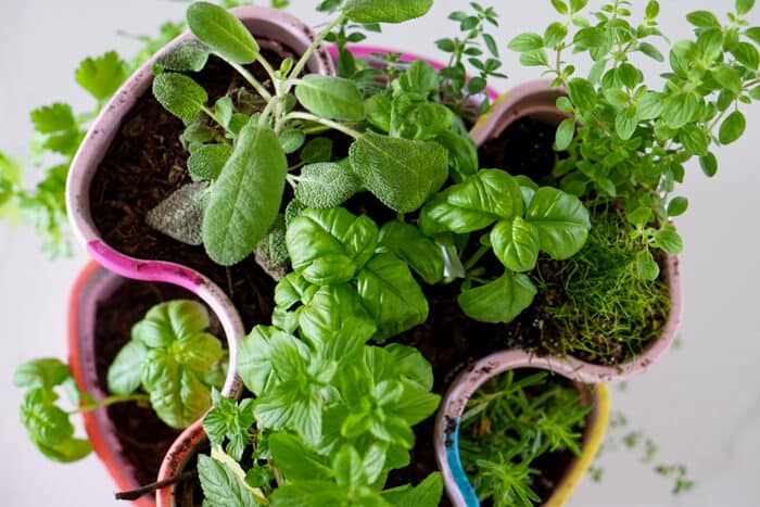 Culinary Herb Garden. Colorful DIY Indoor herb garden. Looking for a colorful diy herb garden then look no further than this herb garden kit that we're sprucing up.