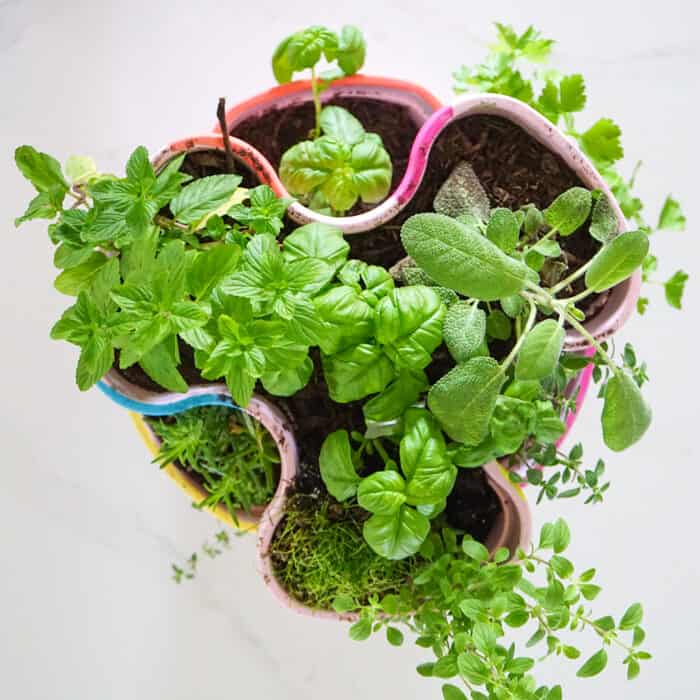 Cooking Herbs. Colorful DIY Indoor herb garden. Looking for a colorful diy herb garden then look no further than this herb garden kit that we're sprucing up.