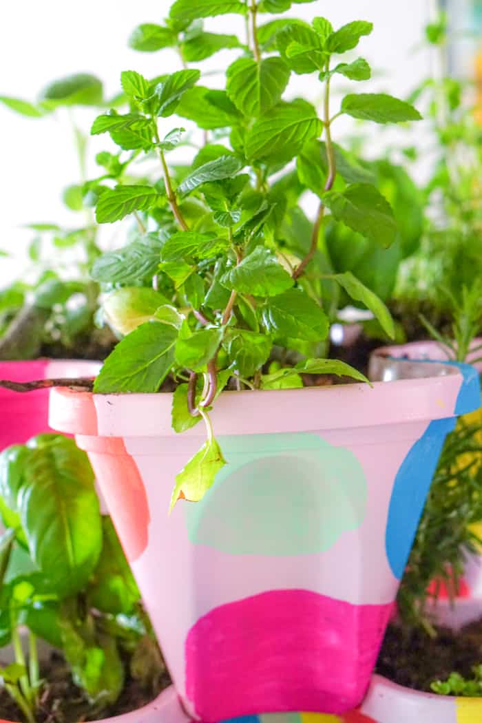 Kids and growing your own herbs. Colorful DIY Indoor herb garden. Looking for a colorful diy herb garden then look no further than this herb garden kit that we're sprucing up.