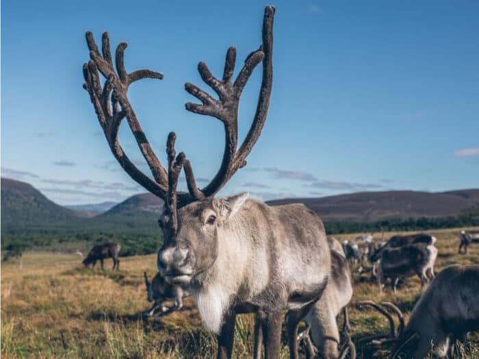 Facts About Reindeer For Kids