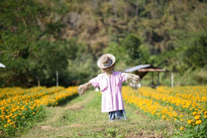 fall scarecrow