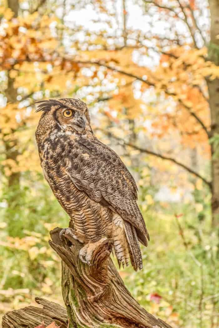 Fall Owl