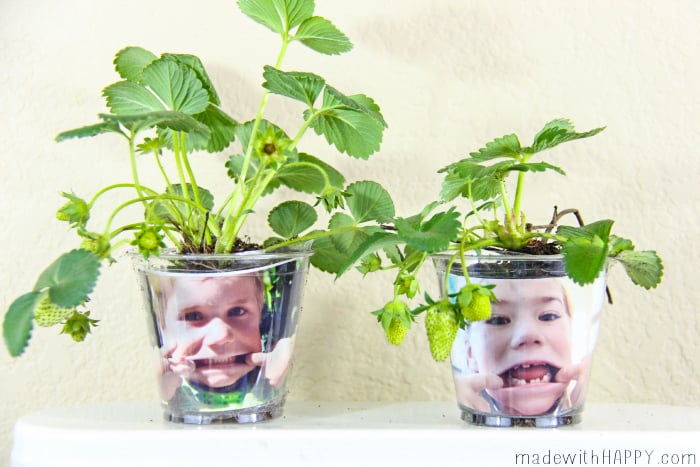 Garden Craft For Kids Funny Face Seedling