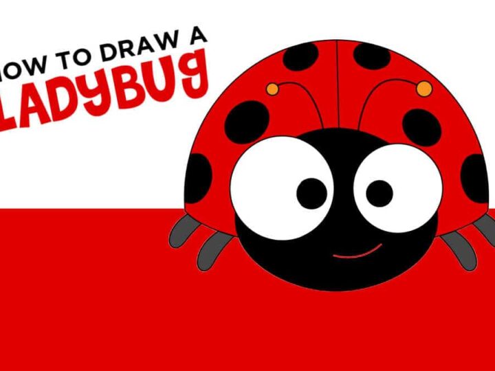 How to Draw a Ladybug