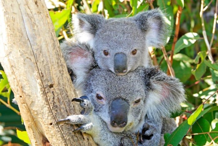 Koalas