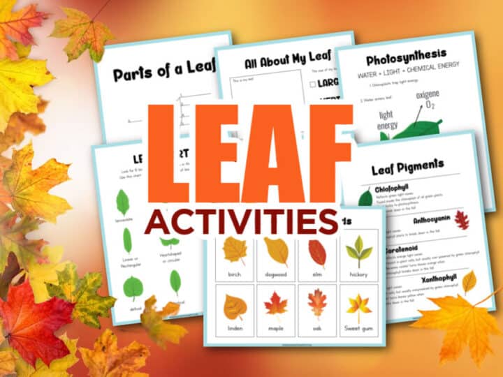 Leaf Facts For Kids