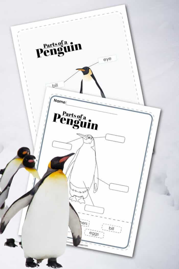Parts of a Penguin