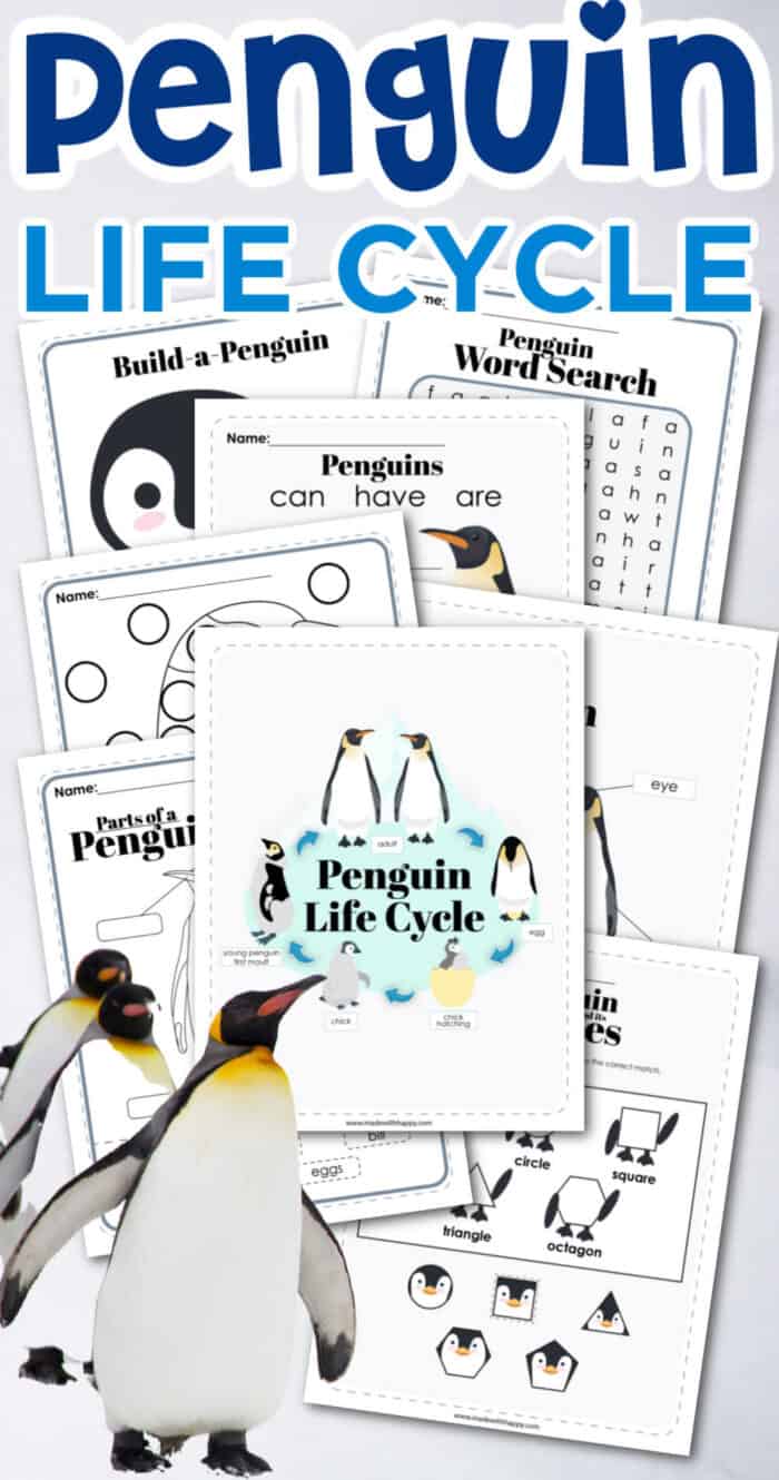 penguin life cycle information