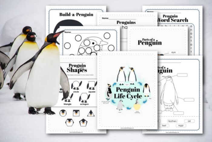 penguin life cycle