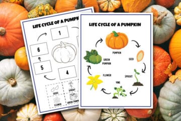 FREE Life Cycle of a Pumpkin Worksheet - Made with HAPPY