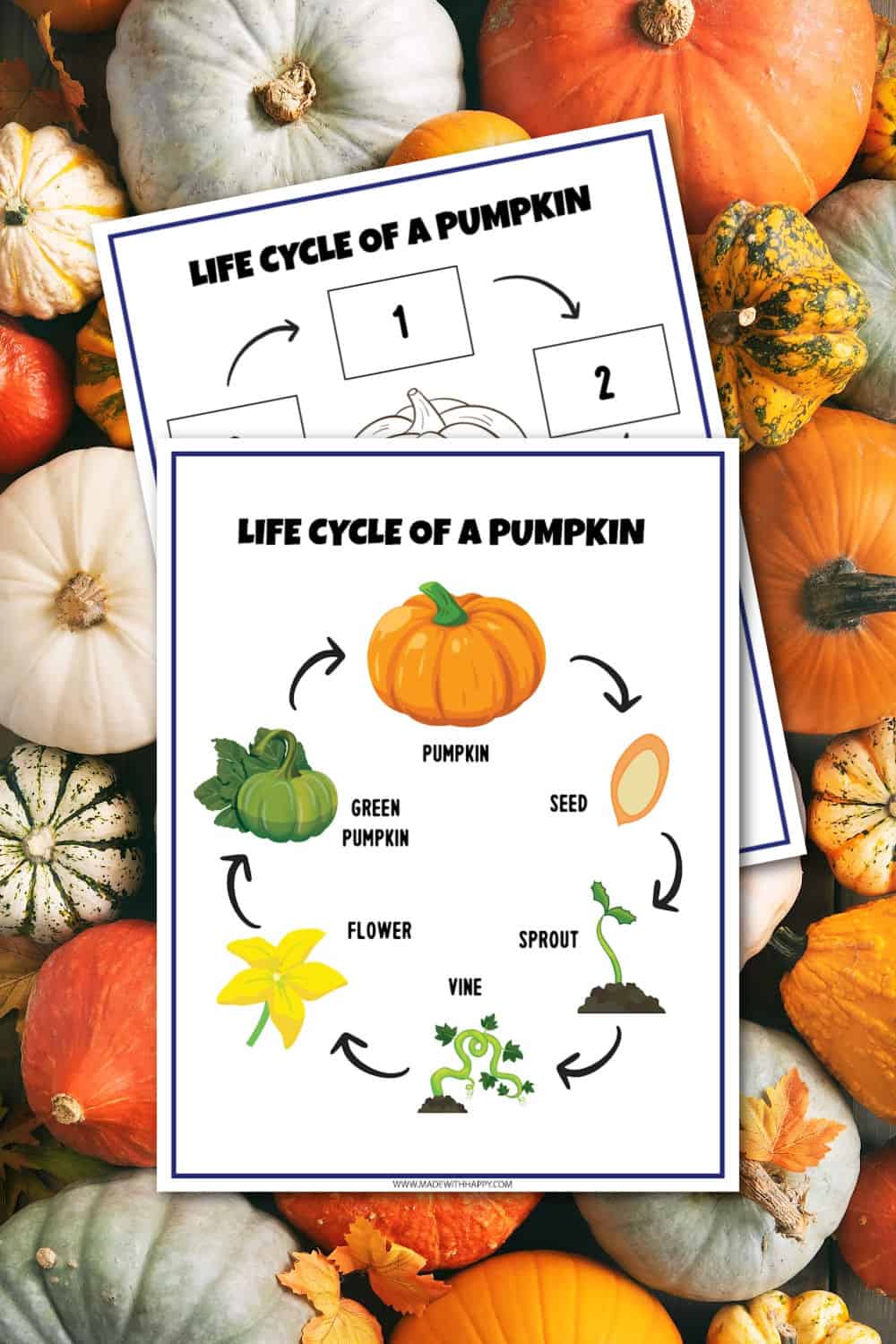 free printable life cycle of a pumpkin