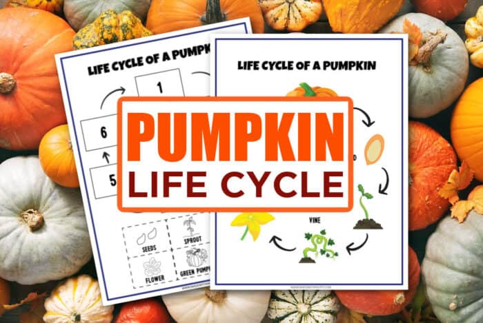 Pumpkin life cycle