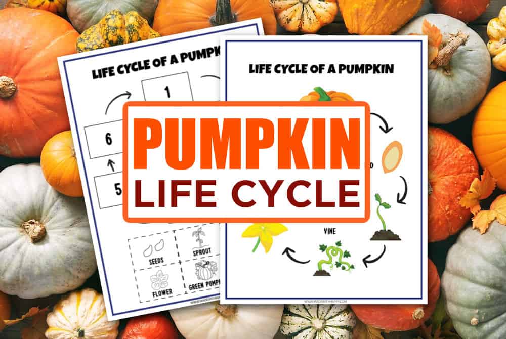 Free Pumpkin Life Cycle Worksheets Made with HAPPY
