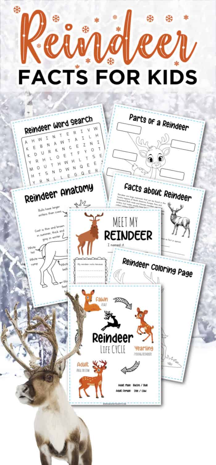 Reindeer Facts For Kids
