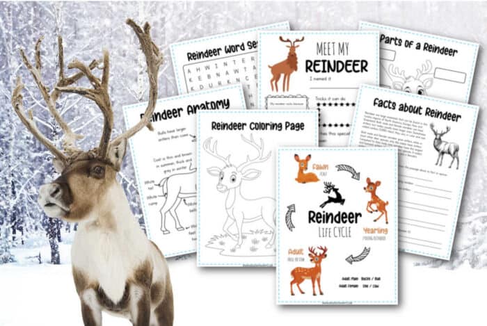 All About Reindeer