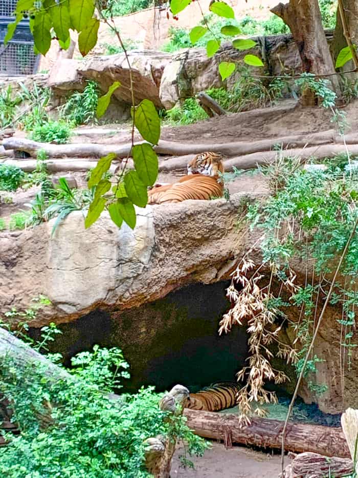 Tigers at SD Zoo