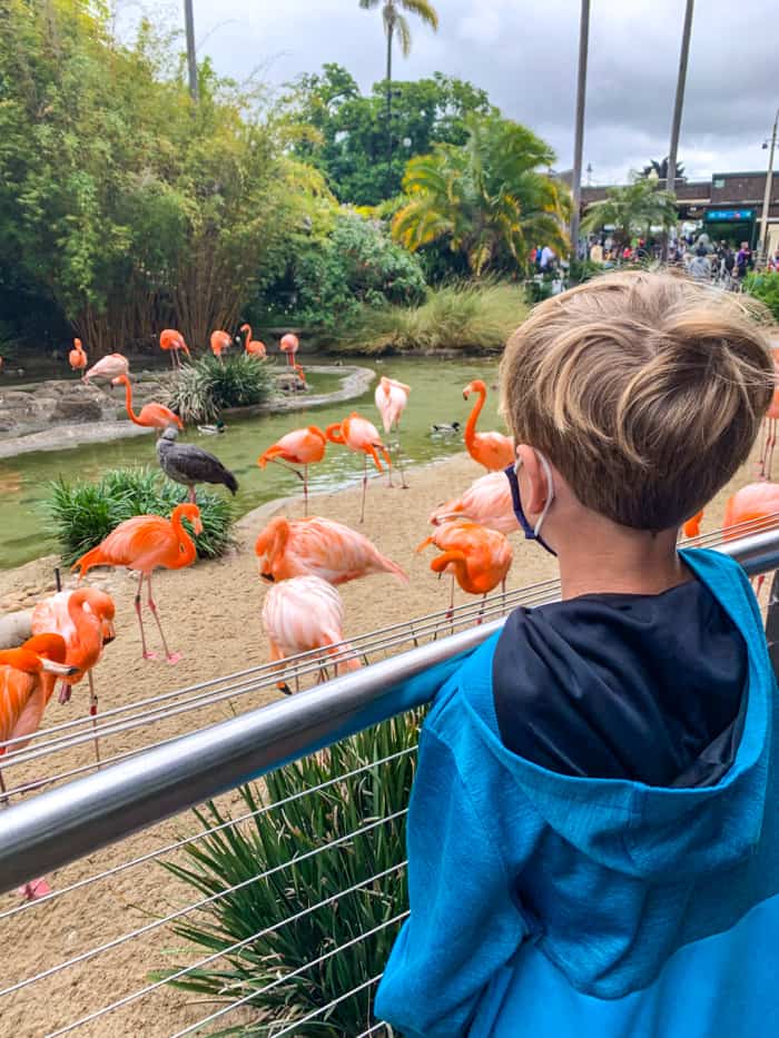 San Diego Zoo Flamingos