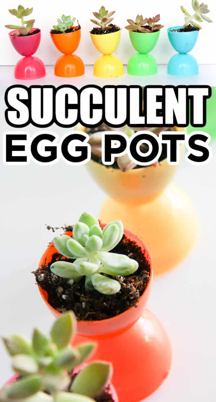 Succulent Egg Pots