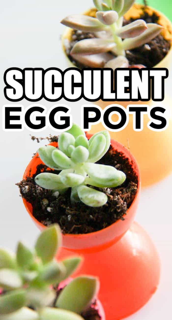 Easter Succulent Ideas