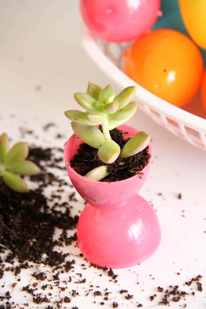 Plastic Easter Egg Pots | Succulent Egg Pots | Flowers in Easter Eggs | Easter Decorations | Easter Table Settings | Rainbow Easter | www.madewithHAPPY.com
