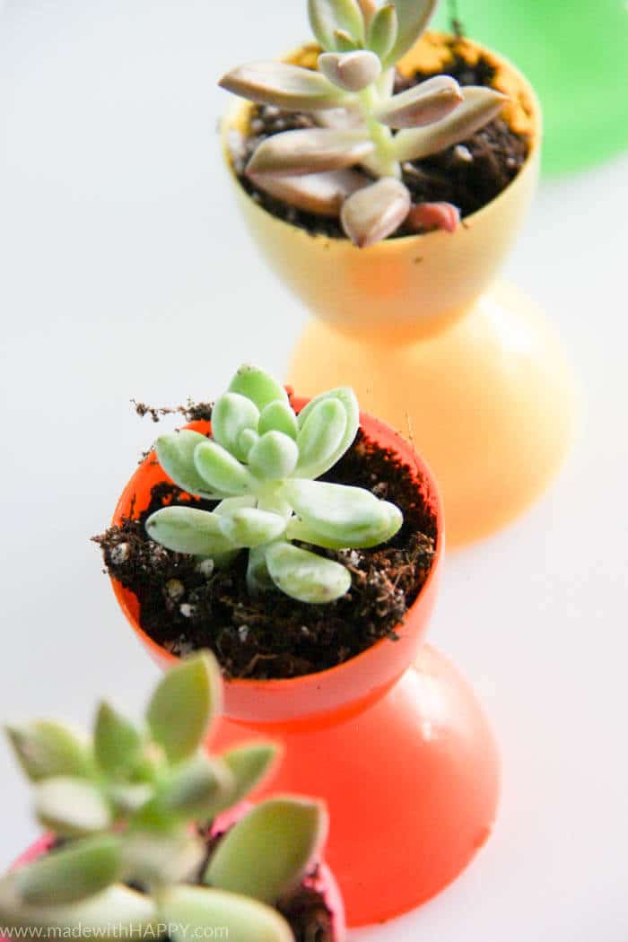 Plastic Easter Egg Pots | Succulent Egg Pots | Flowers in Easter Eggs | Easter Decorations | Easter Table Settings | Rainbow Easter | www.madewithHAPPY.com