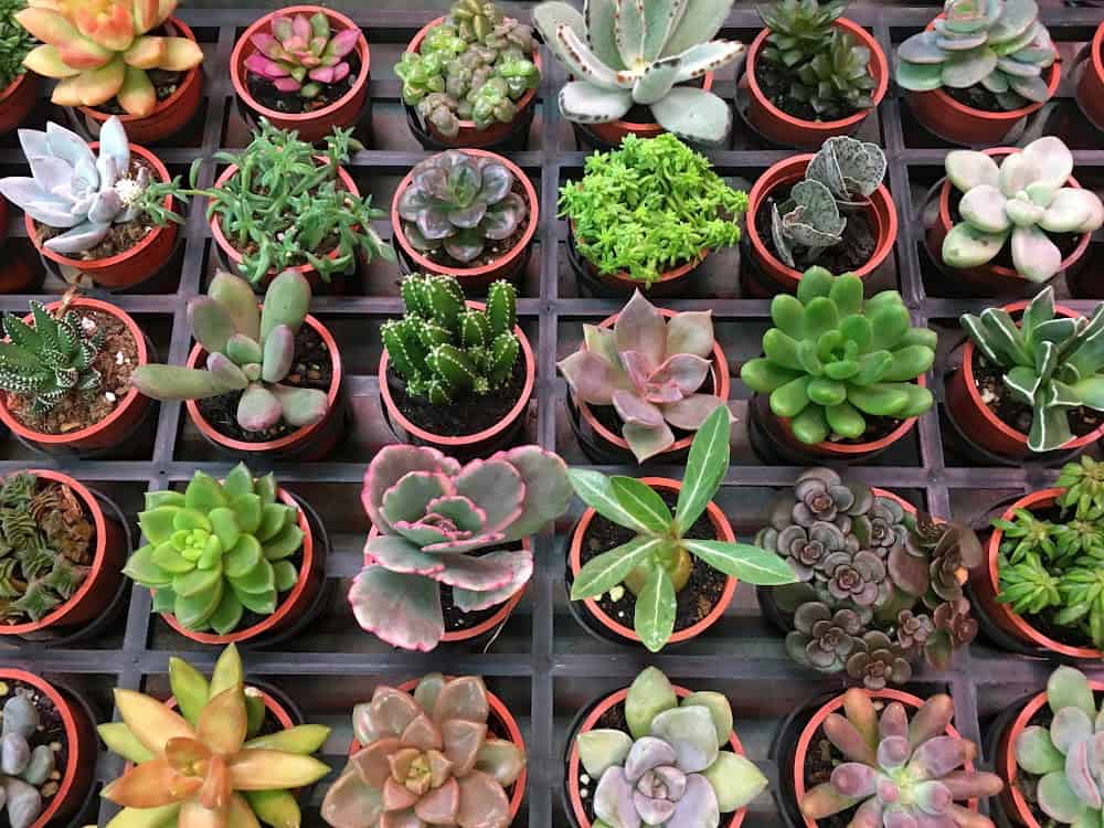 succulent Plants