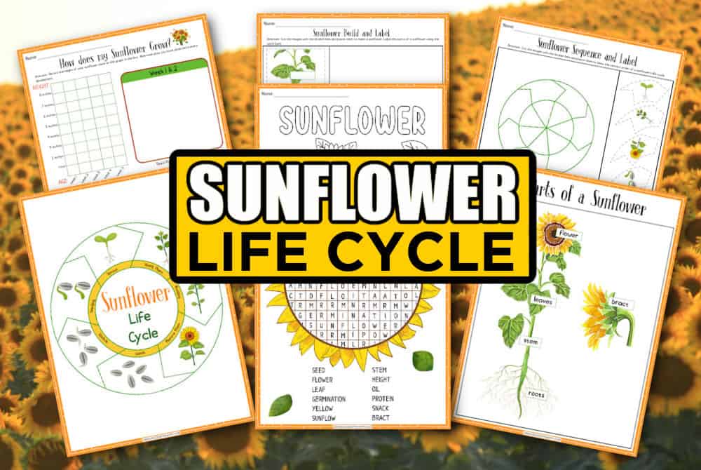 Printable Sunflowers