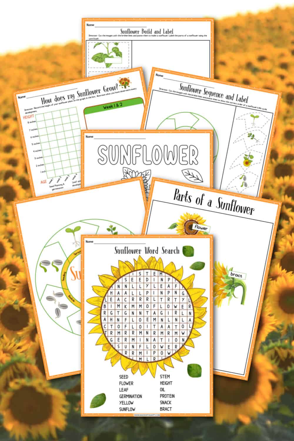 Sunflower Life Cycle of a plant