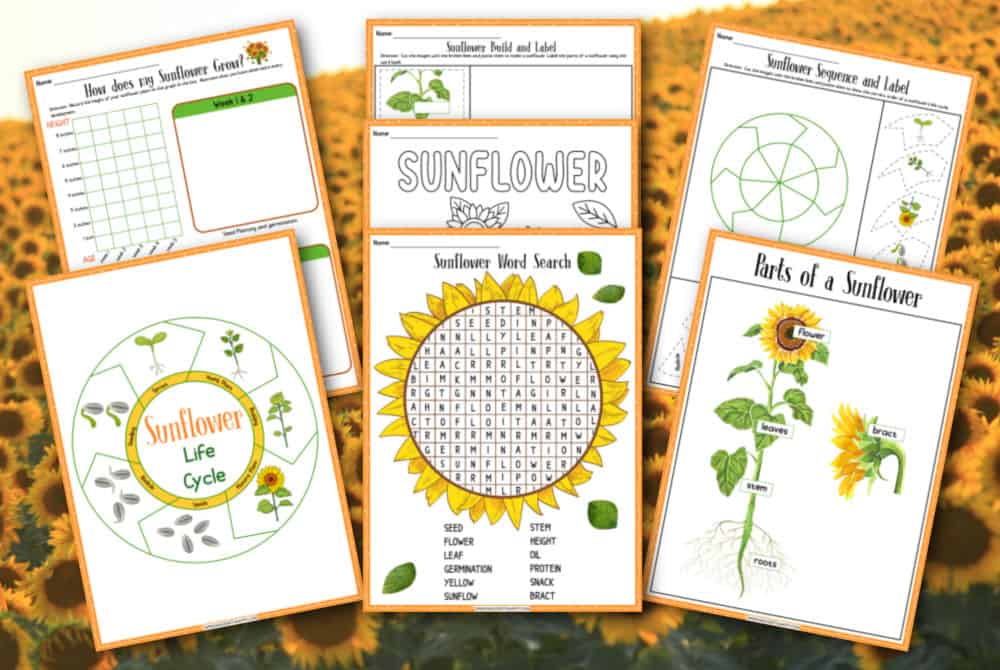 Printable sunflowers