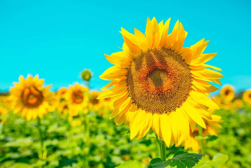 Sunflowers young plants