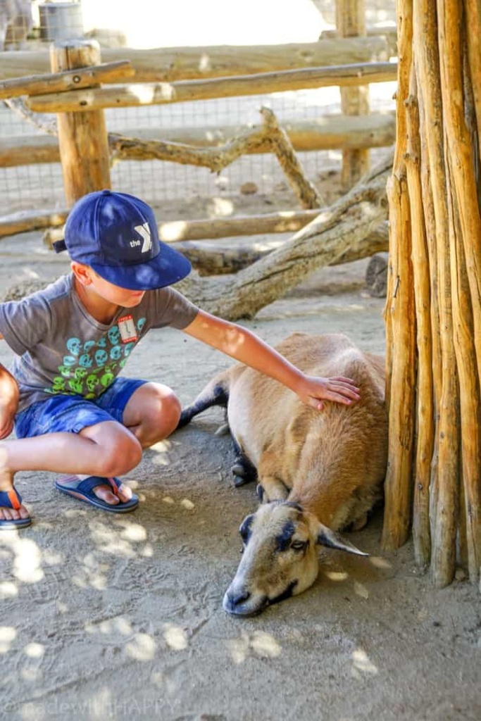 Petting Zoo. Visiting the living desert. Things to do in Palm Desert. Family Getaway to the desert. Feeding the Giraffes at the zoo. Zoos of Southern California.