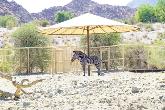 Zebra Exhibit. Visiting the living desert. Things to do in Palm Desert. Family Getaway to the desert. Feeding the Giraffes at the zoo. Zoos of Southern California.