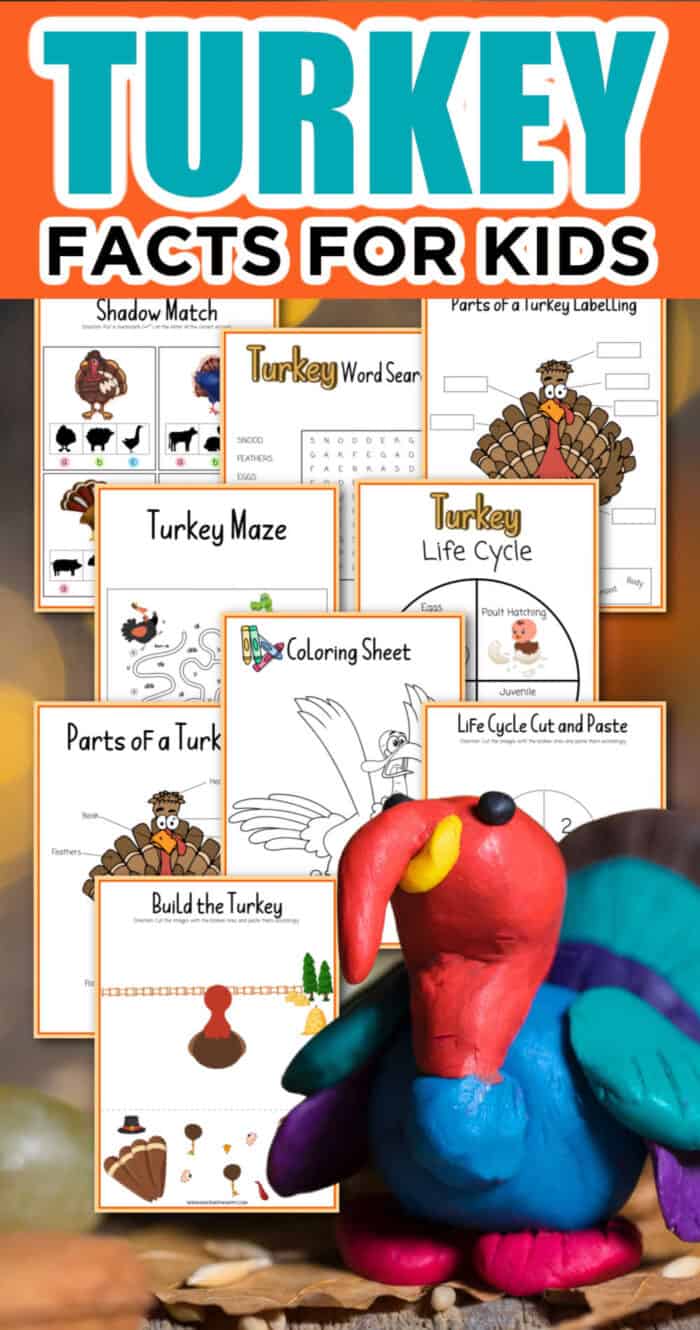 Turkey Facts For Kids