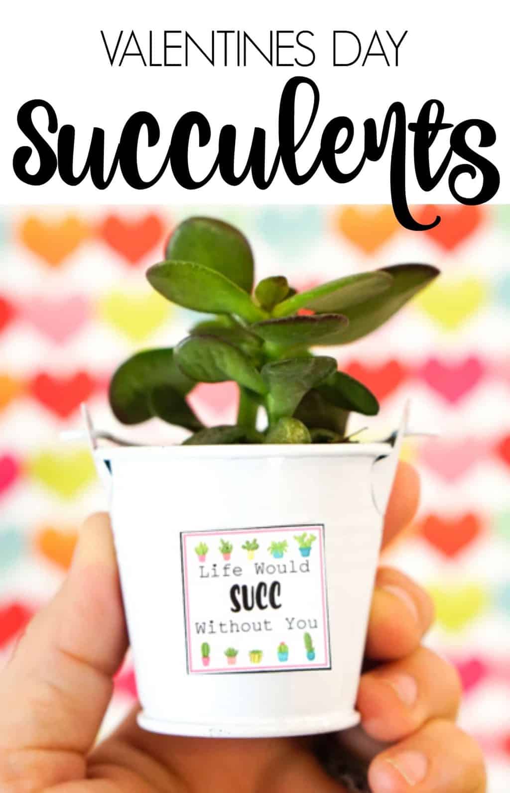 Fun inexpensive Valentines Day Ideas. Valentines Day Succelents are great for older school grade kids. Free printable Valentines are great with succulents are all the gifts needed.