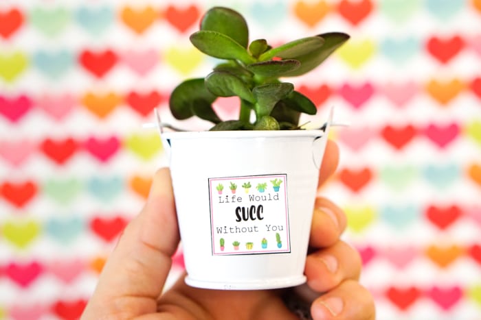 Succulent Valentine