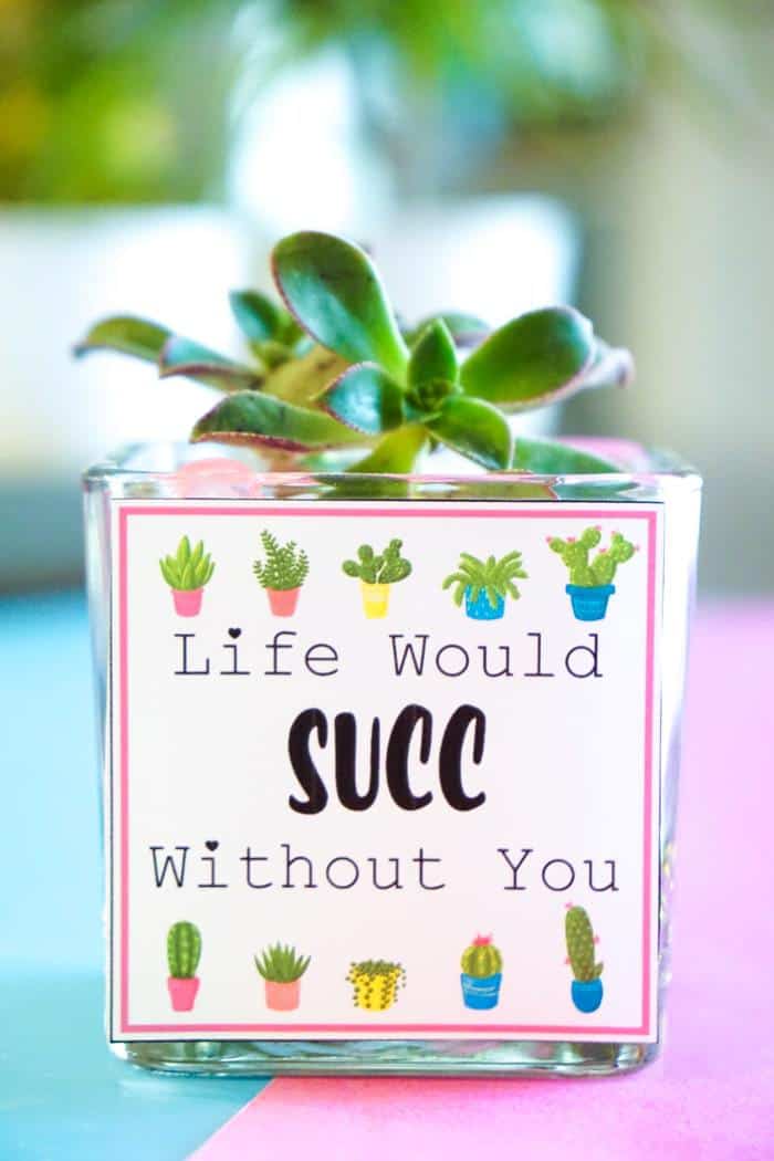 Life would SUCC without you! Valentines Day Succelents are great for older school grade kids. Free printable Valentines are great with succulents are all the gifts needed.