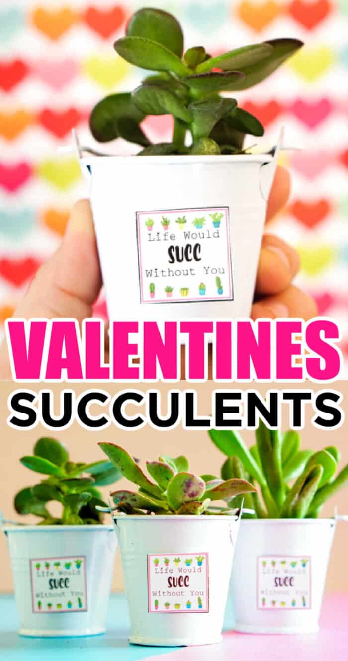 valentines day succulents