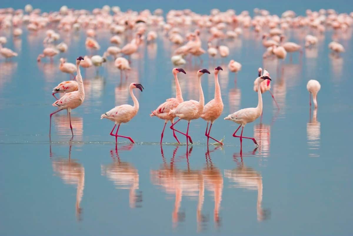 a group of flamingos