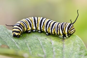 Easy Paper Caterpillar Craft For Kids - Made with HAPPY