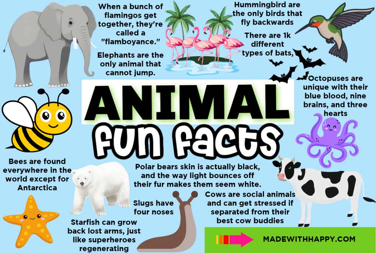 animal fun facts